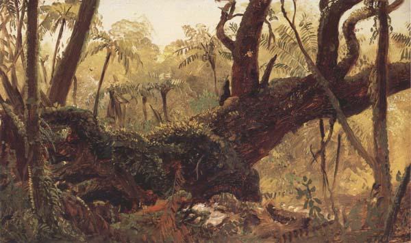 Frederic E.Church Rain Forest,jamaica,West Indies oil painting picture